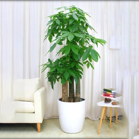 步步高发财树（四季）