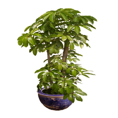 大叶伞（四季）